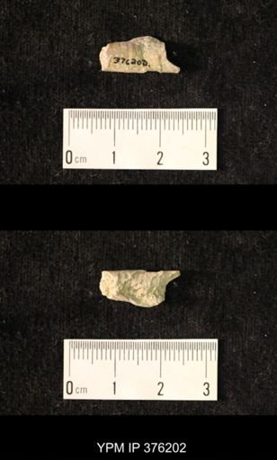 Pseudorthoceras knoxense