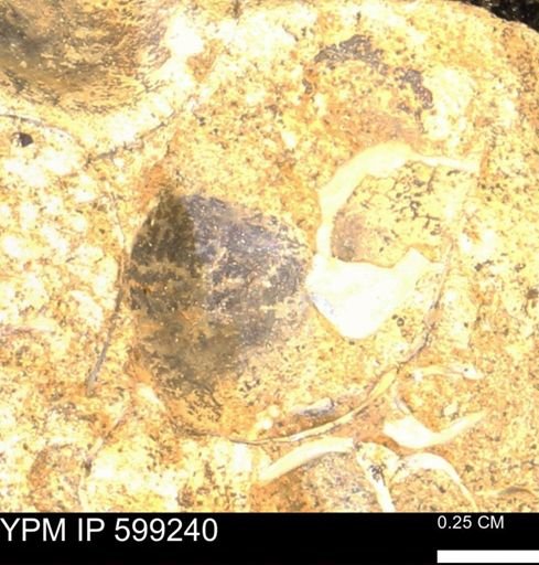 undet. Bryozoa