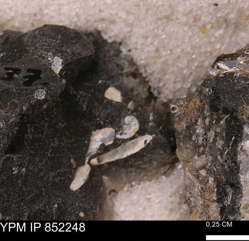 undet. Bivalvia