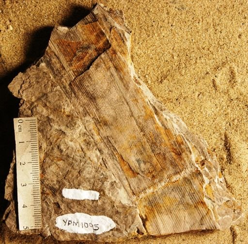 Neocalamites carreri
