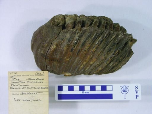 Mammuthus primigenius