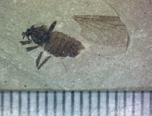 Hemiptera?