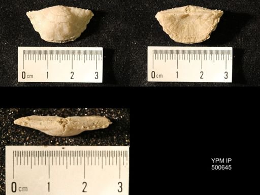 Chonetes granulifer meekanus