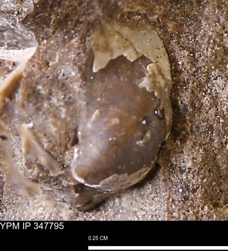 undet. Bivalvia