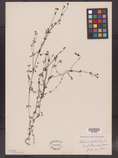 Galium palustre