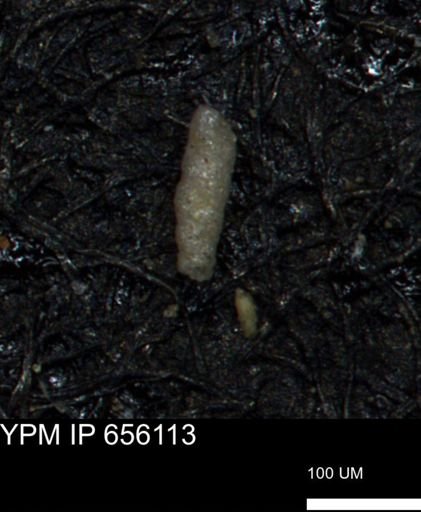 Verneuilinoides kansasensis