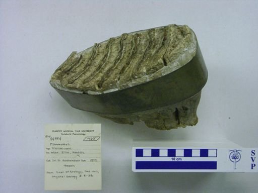 Mammuthus sp.