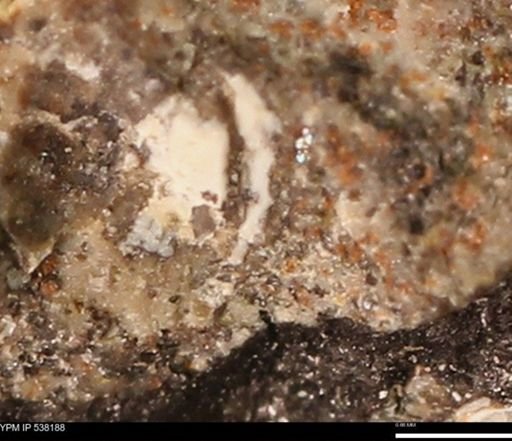 Corbulamella gregaria