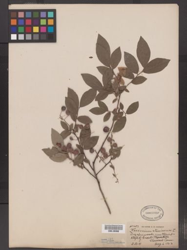 Vaccinium stamineum