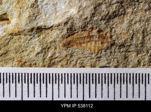 undet. Stelleroidea