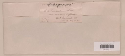 Sphagnum subsecundum