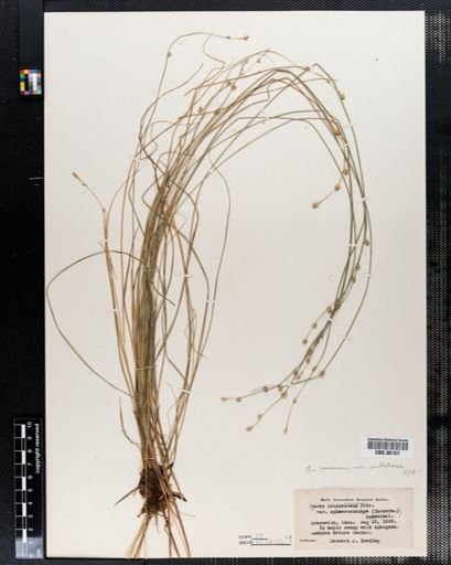 Carex canescens