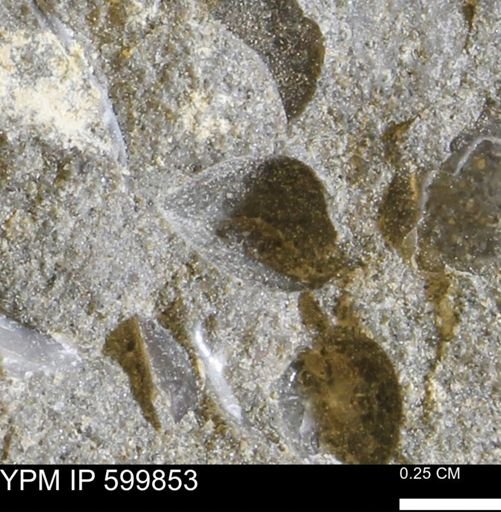 Protocardia subquadrata