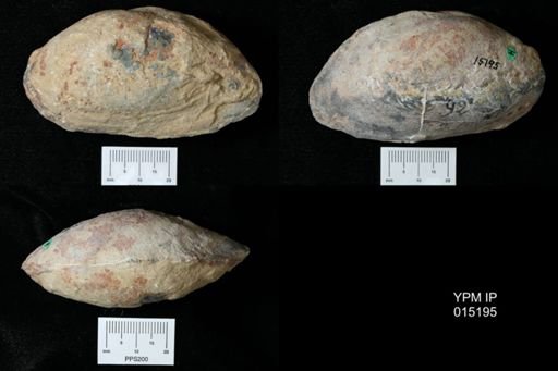 Lamellidens turgidus