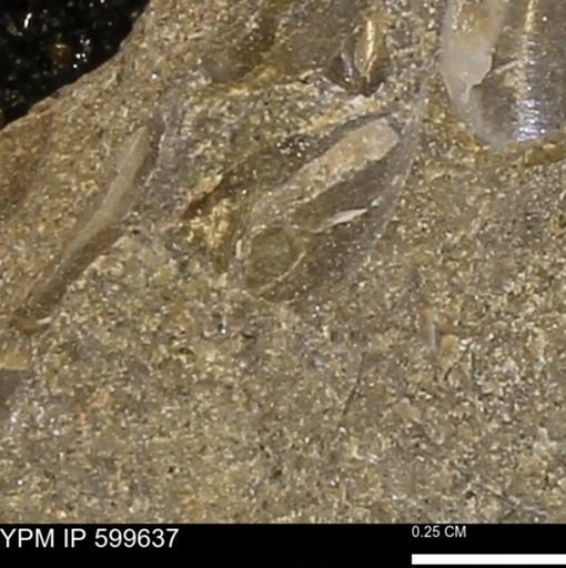 Protocardia subquadrata