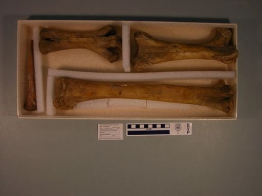 Meionornis casuarinus