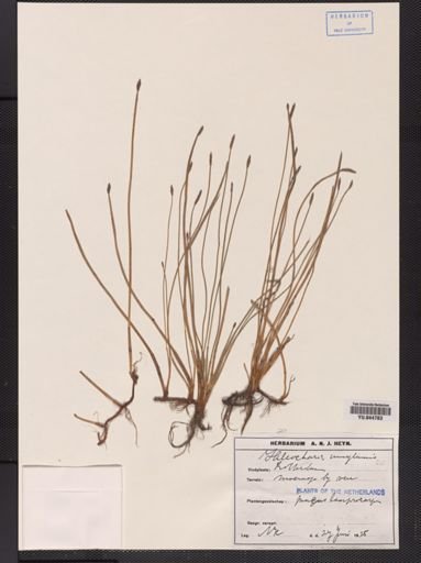 Eleocharis uniglumis