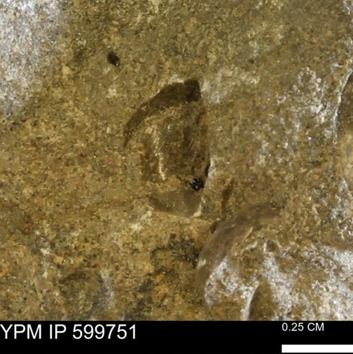 Protocardia subquadrata