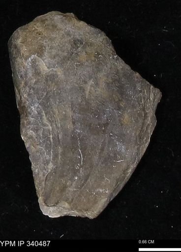 Ostrea glabra