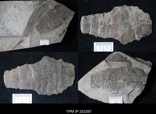 Eurypterus sp.