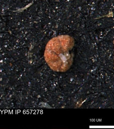 Alveolophragmium linki