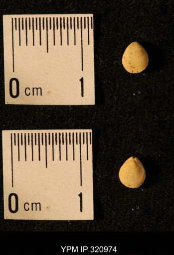 Dielasma elongatum