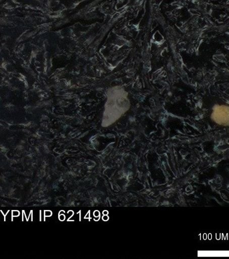 undet. Heterohelicidae