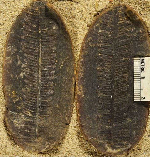Pecopteris sp.