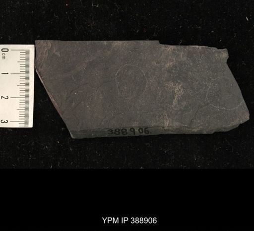 undet. Hexapoda