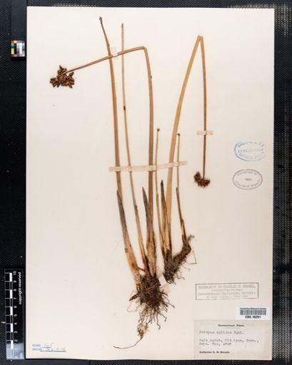 Scirpus validus
