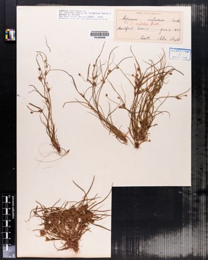 Cyperus squarrosus