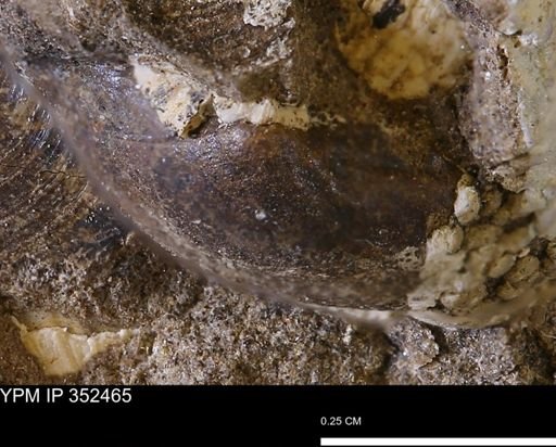 undet. Bivalvia