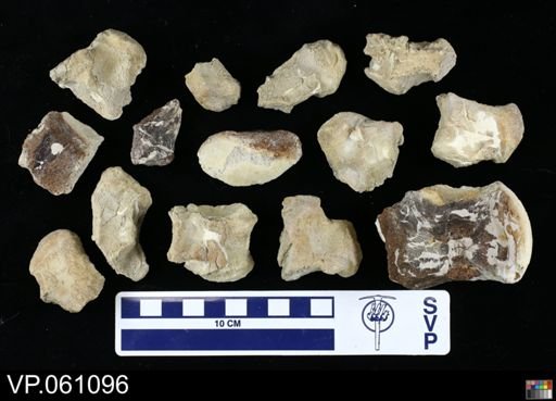 Mosasauridae