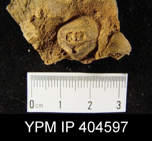 Homoeospira sp.