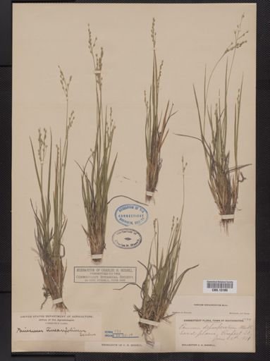 Panicum depauperatum