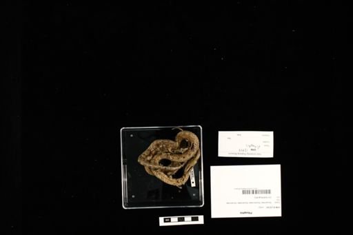 Pituophis