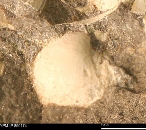Scaphitidae
