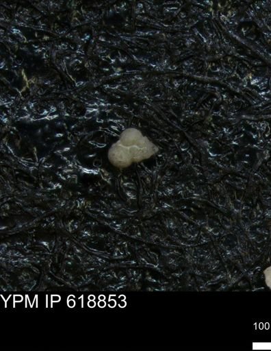 undet. Heterohelicidae