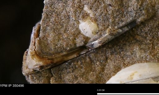 Limopsis striatopunctatus