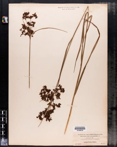 Scirpus