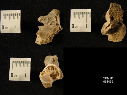 Aulacophyllum sp.