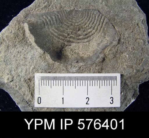Leptaena rhomboidalis