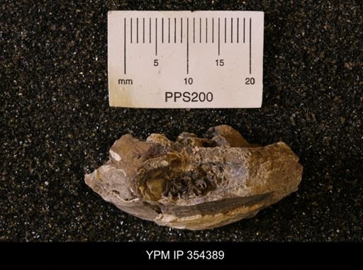 undet. Scaphitidae