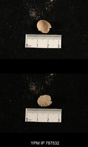 undet. Brachiopoda