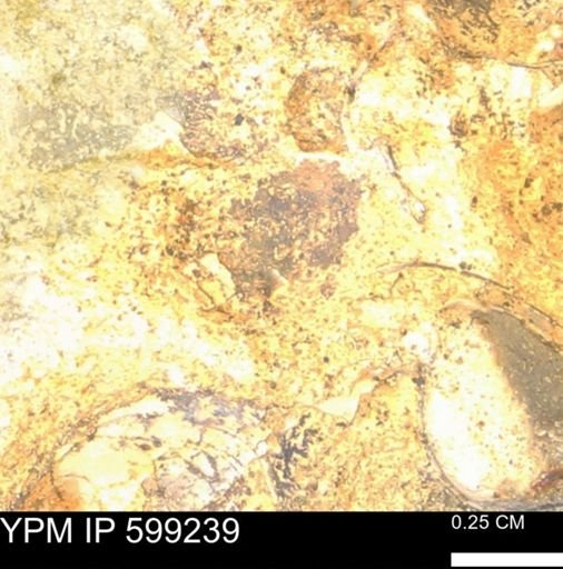 undet. Bryozoa