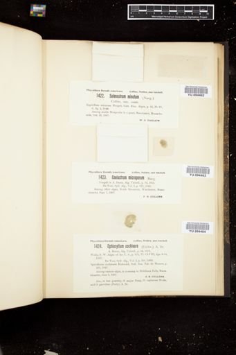 Ophiocytium cochleare