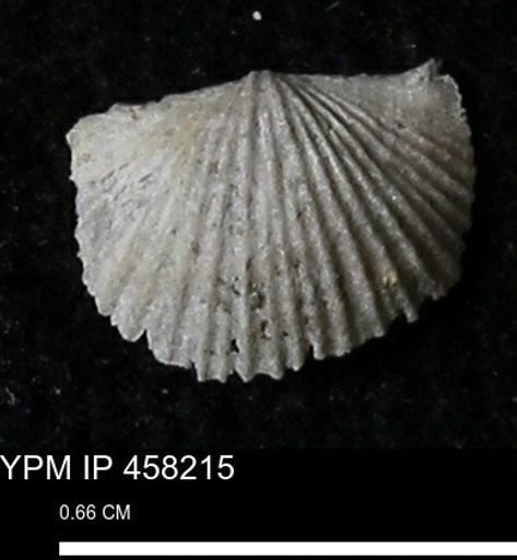 Chonetes mucronatus