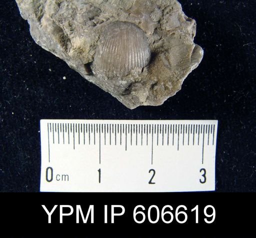 Catazyga anticostiensis