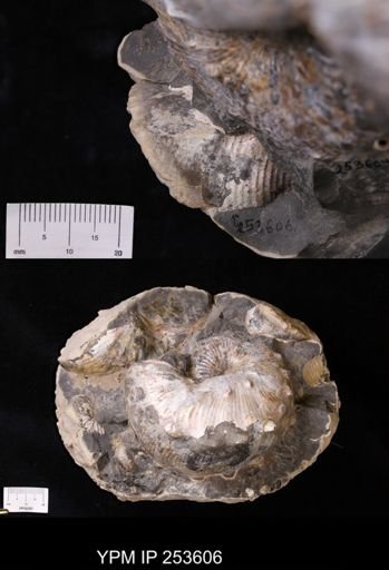 Hoploscaphites sp.