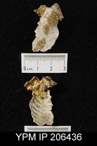 Leptodus sp.